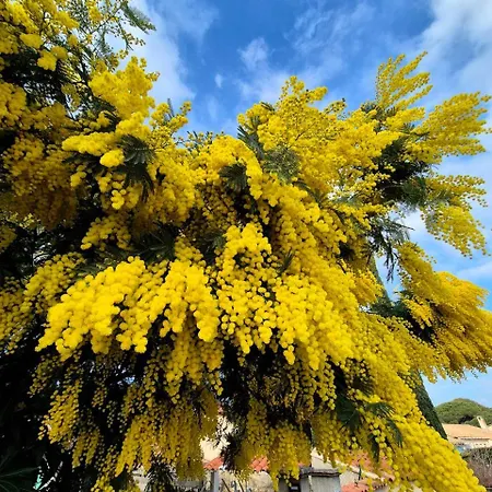 Апартаменты French Riviera Сен-Рафаэль